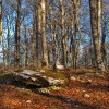 Gailurra