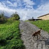 en el cruce junto a la ultima casa cogemos esta pista que asciende con bastante pendiente