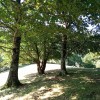 Hego-hegaleko hariztia