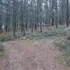 tras el collado giramos a la derecha para atravesar el pinar, aunque por la pista de la izquierda nos leva al collado opuesto, el Norte