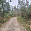 eucaliptos durante el trayecto
